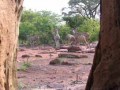 bushveld game walk, game