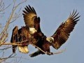 bushveld game walkg, birds of prey