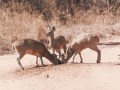 bushveld game walk, game6