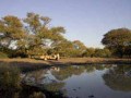 bushveld game walk, bushveld dam