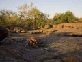 bushveld game walk, safari4