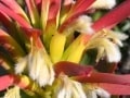 farm-215-11-fynbos-18