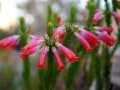 fynbos-erica