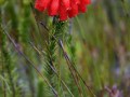 fynbos-erica