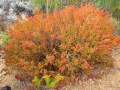 fynbos-erica-after-flowering