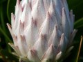 fynbos-king-protea