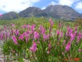 Cape Fynbos hiking, Cape Winelands Walk