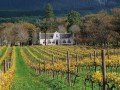 ConstantiaWineEstate