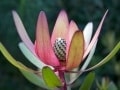 Fynbos walking