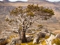 Cedar tree - Cederberg - Western Cape - South Africa