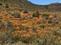 Biedouw-Valley-cederberg wildflowers in Spring