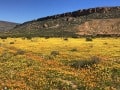 Biedouw-valley-flowers-Cederberg