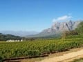 Lourensford vineyards