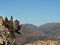 aloe-mitriformis