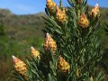 leucadendron-plumosum