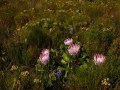 protea-cynaroides