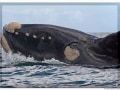 Hermanus Walk, Whale watching from Hermanus hiking route