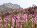 How to book,Cape Winelands Walk,Watsonias,Fynbos