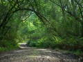 Knysna-Elephant-trail-1