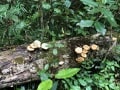 Knysna-Forest-1