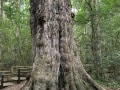 Knysna-Forest-10