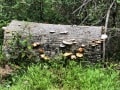 Knysna-Forest-5