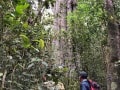 Knysna-Forest-7