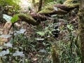 Knysna-Forest-8