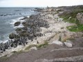 Stony Point Penguin Colony, Betty's bay