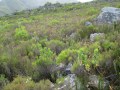 IMG_0386.v01
