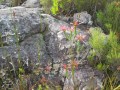 IMG_0391.v01
