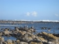 Arniston 1