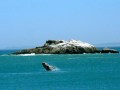 Whale watching,hiking West Coast Walk