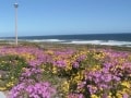 Walking through wildflowers, West Coast Walk
