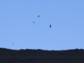 vulture experience