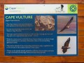 vulture experience