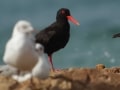 black oystercatcher