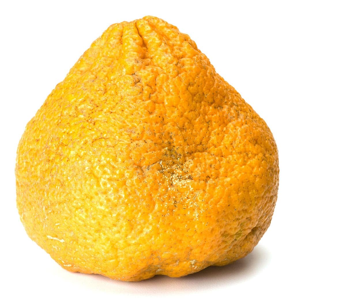 Jamaican ugli fruit