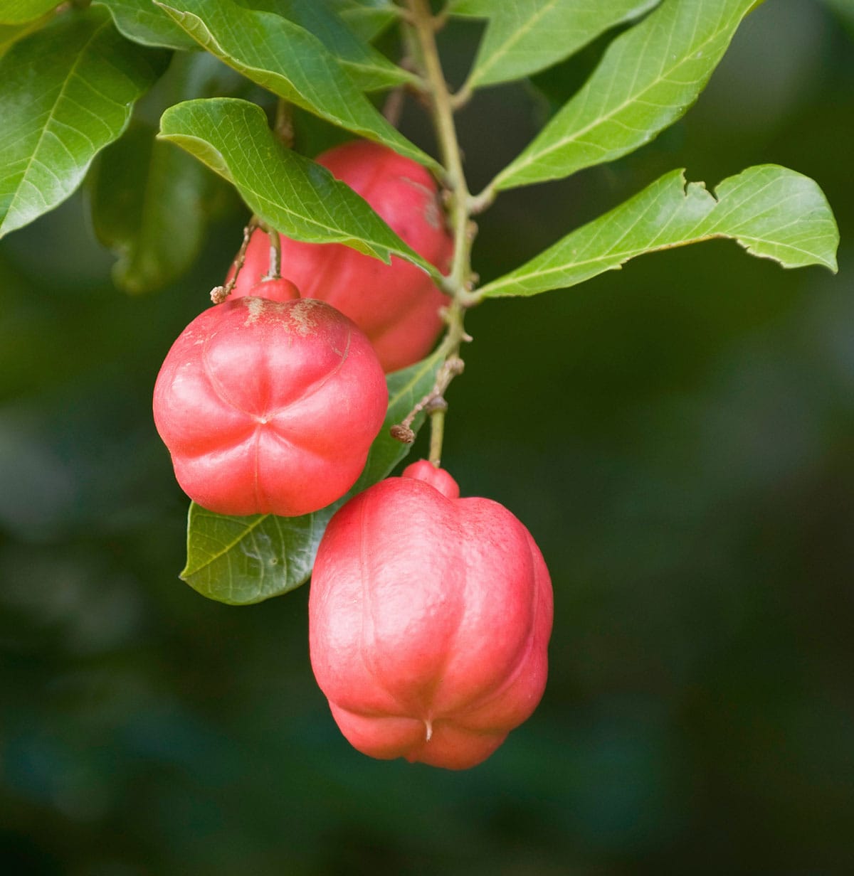 ackee fruits on a tree