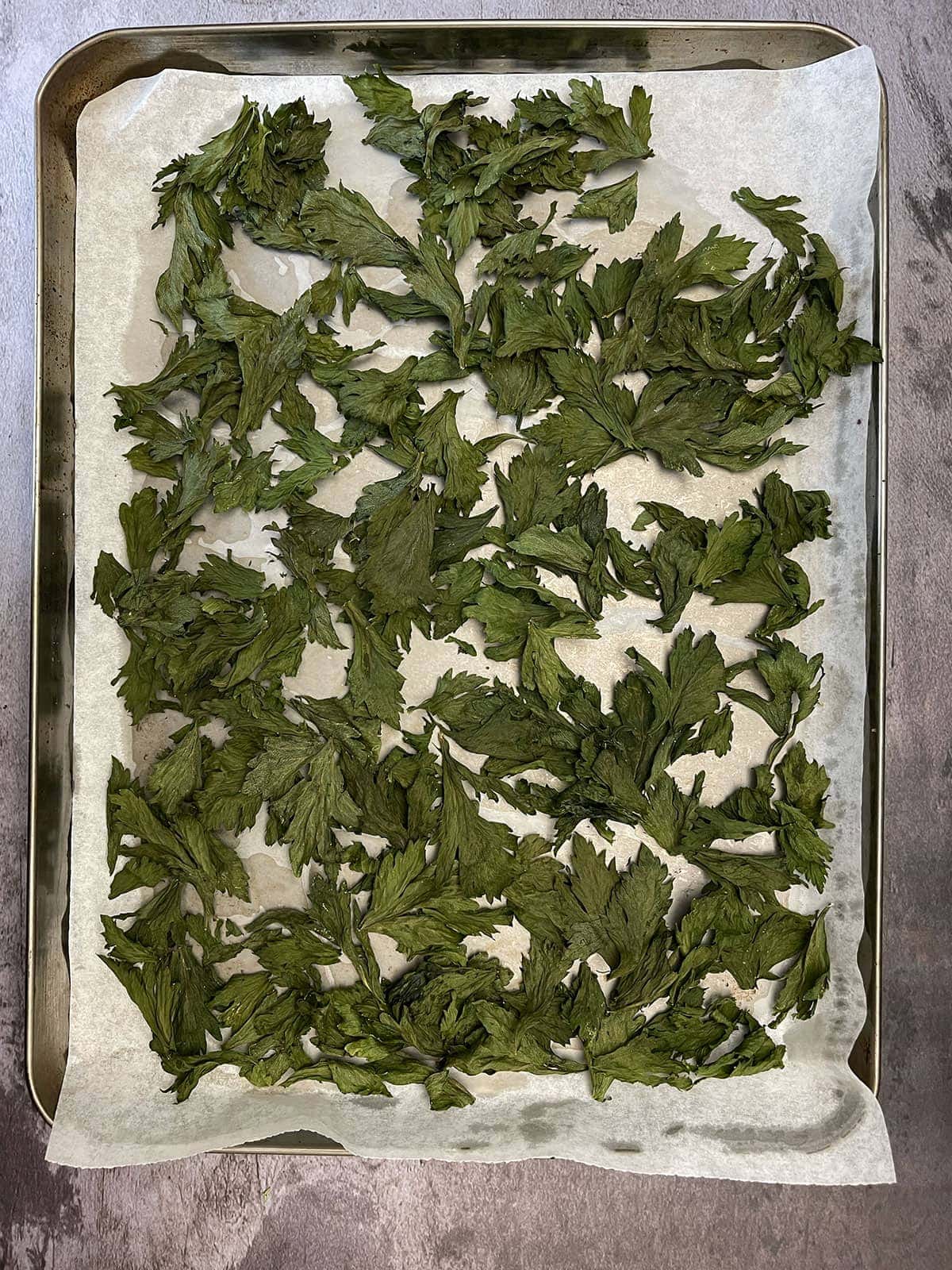 celery leaves dried on baked sheets in the oven