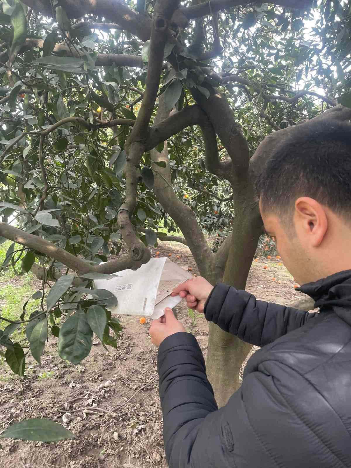 Söke’de zararlı sinek tuzakları kontrol edildi