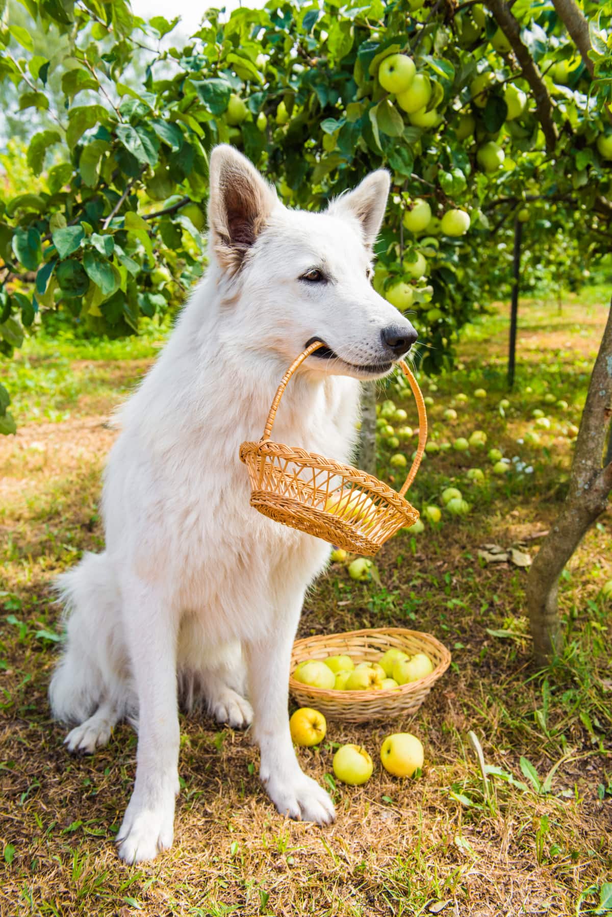 White dog carrying an apple in a basket in mouth beside an apple tree