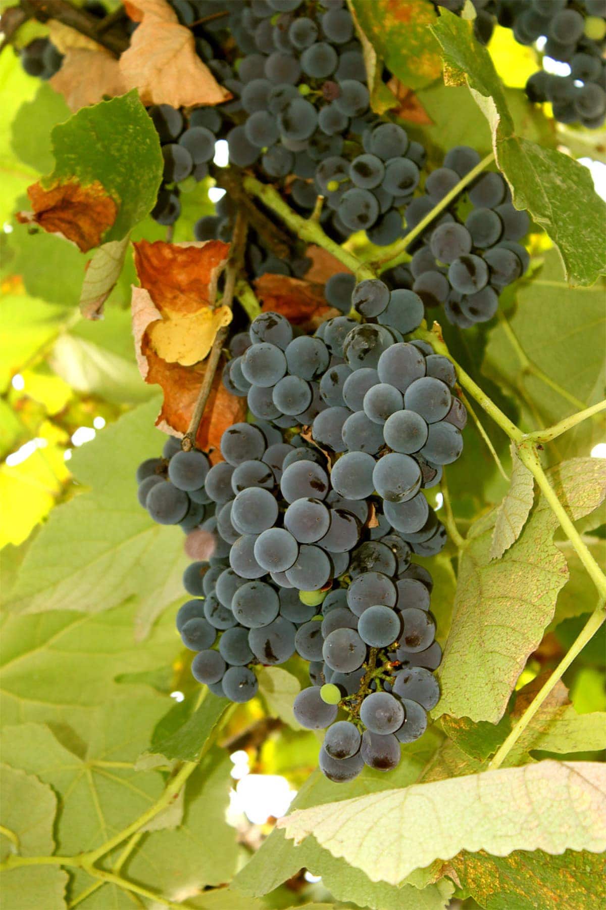 Xinomavro Grapes on grape vine