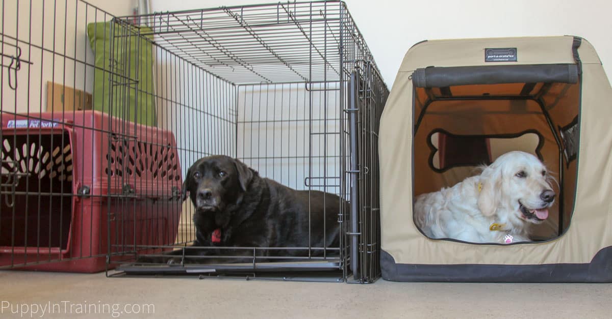 Which crate is best for your puppy? Stetson and Raven test travel, plastic, and wire crates.