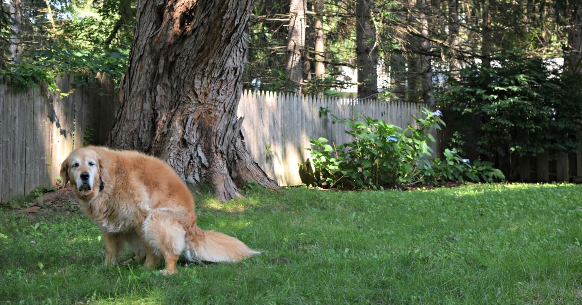 Golden going poop in the grass