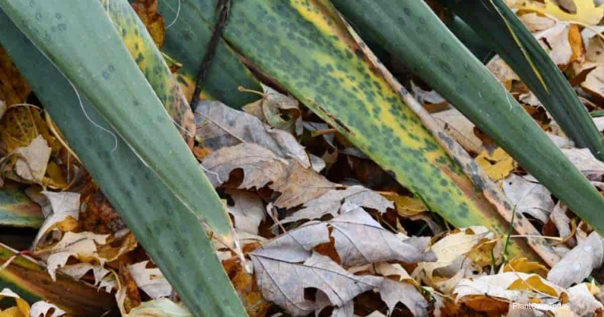 yucca feuilles jaunes