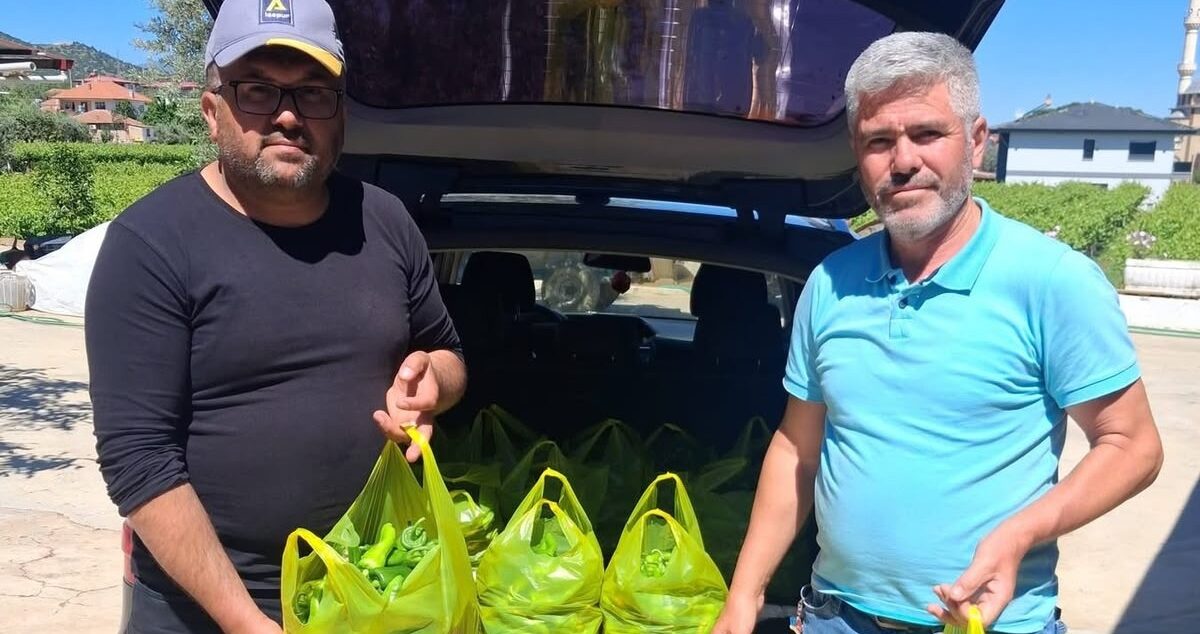 Sarıgöl’ün meşhur Emcelli biberi gurbetçilerin gözdesi oldu