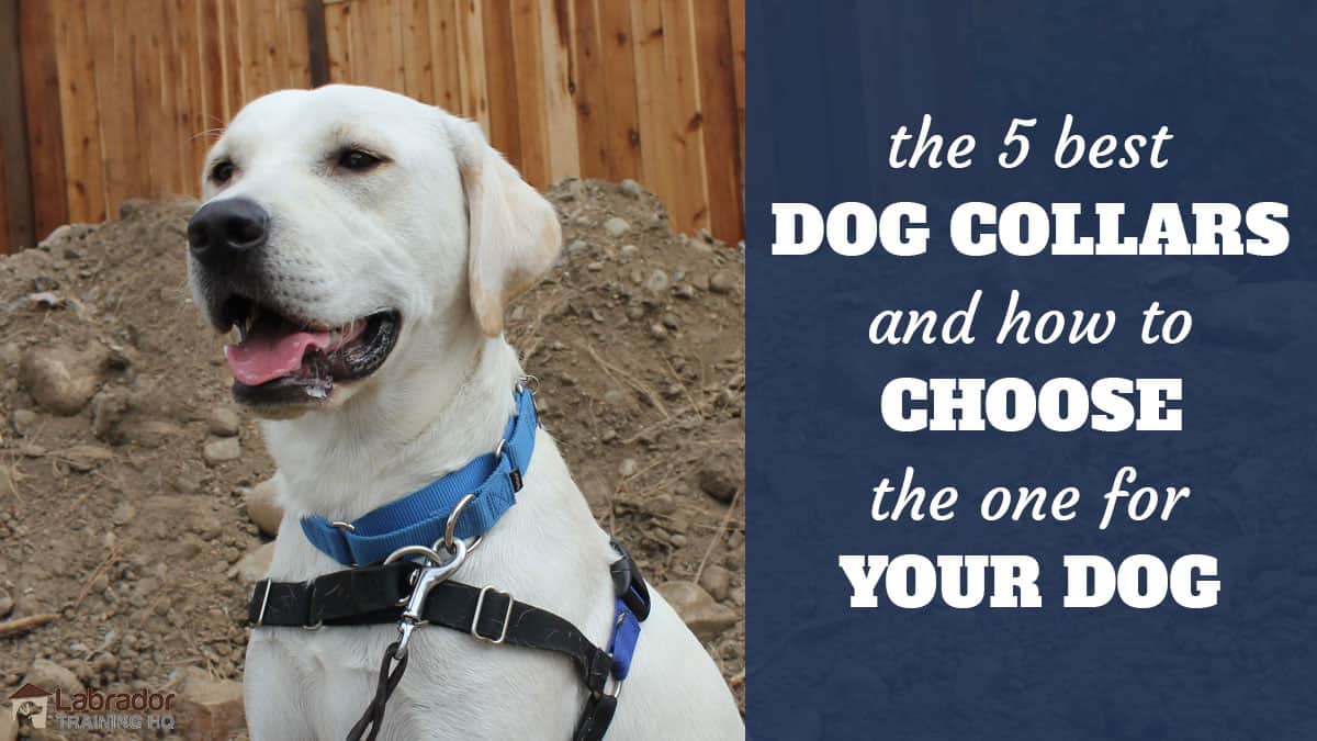 The 5 best dog collars and how to choose the one for your dog - yellow lab with martingale collar and harness