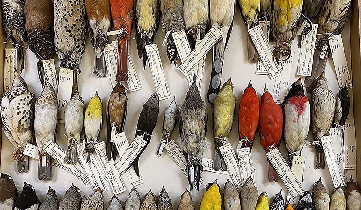 Drawer Of Birds In FM Collections, (c) Field Museum, Ben Marks (1)