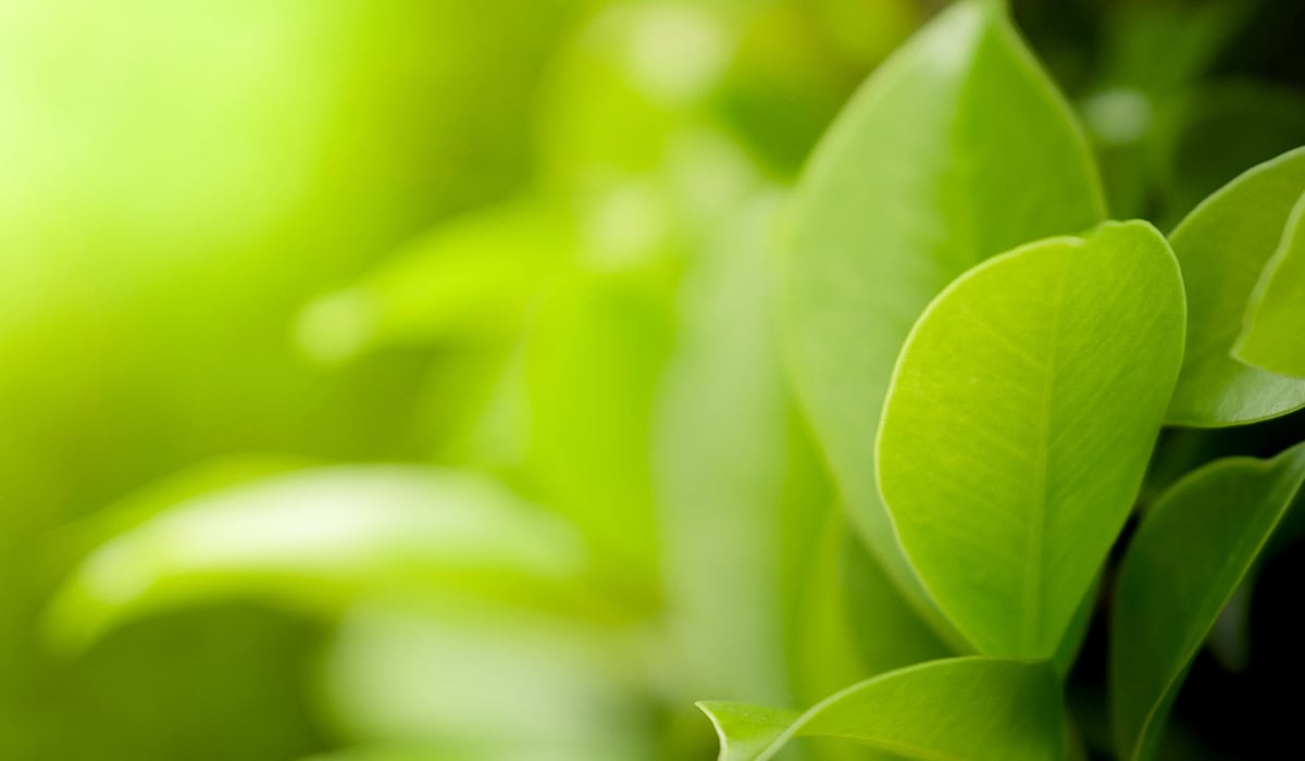 Close Up Beautiful View Of Natural Green Leaves On Greenery Blurred Background And Sunlight In Public Garden Park